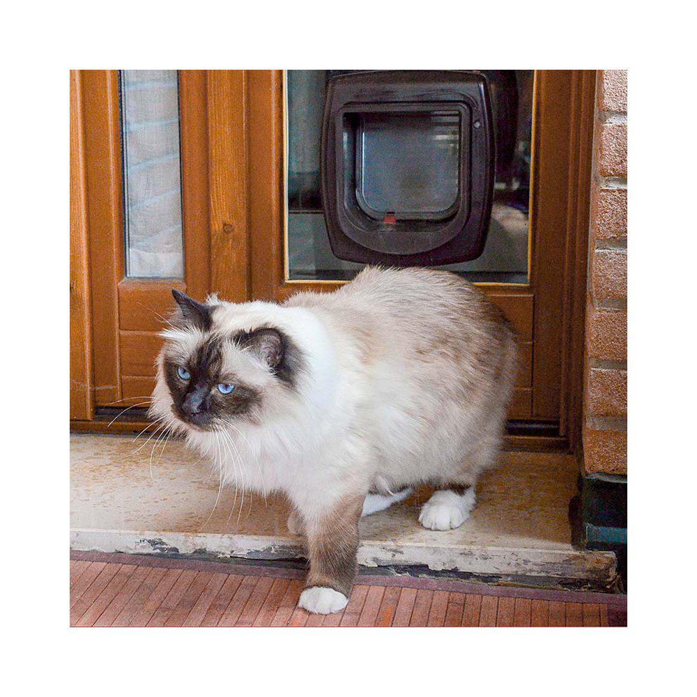 Kattdörr Swing Microchip Brun