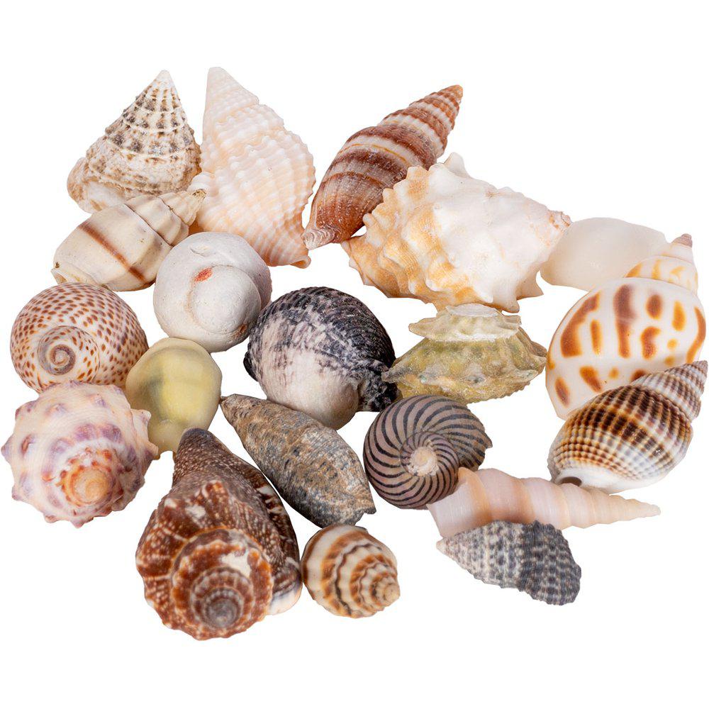 Seashell S 1,5