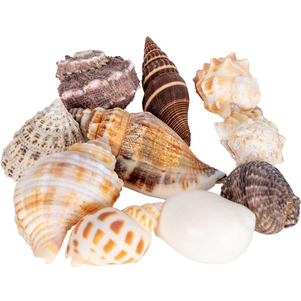 Seashell M 2 ,5