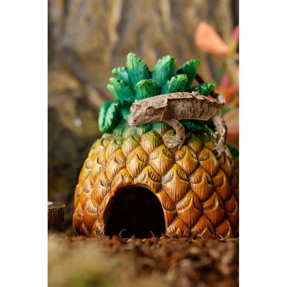 Grotta Ananas Exoterra