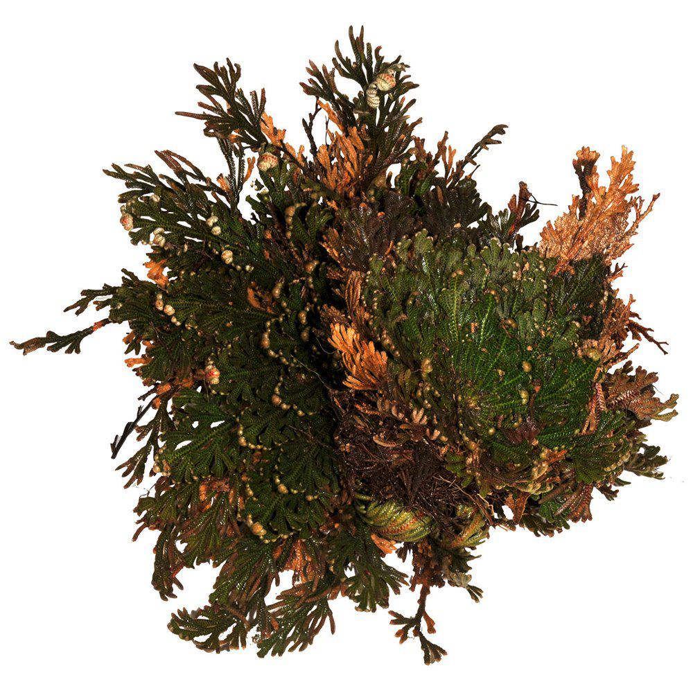 Lr Rose Of Jericho Terrarieväxt