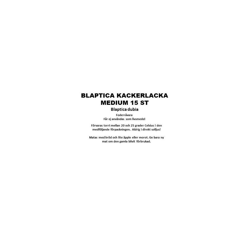 Blaptica Kackerlacka Medium 15st I Plastbox