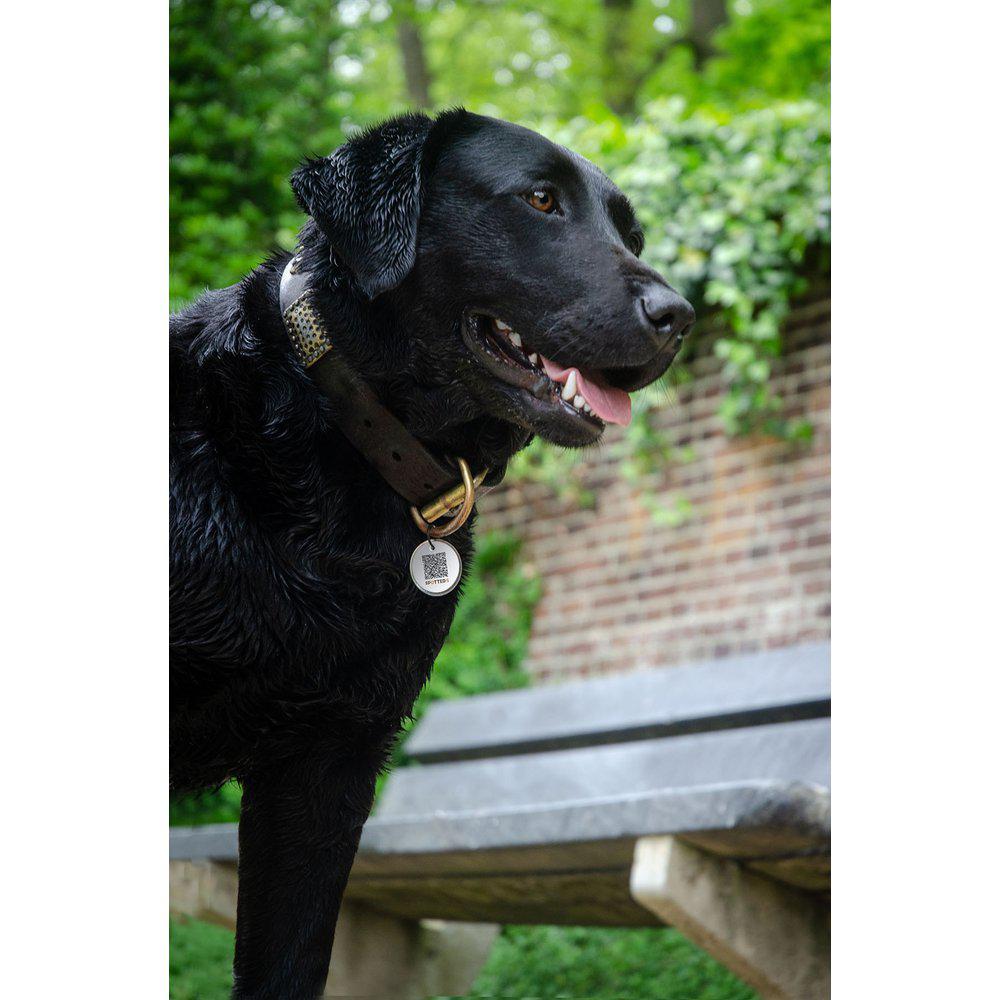 Spotted! Hund Id Tag Medium