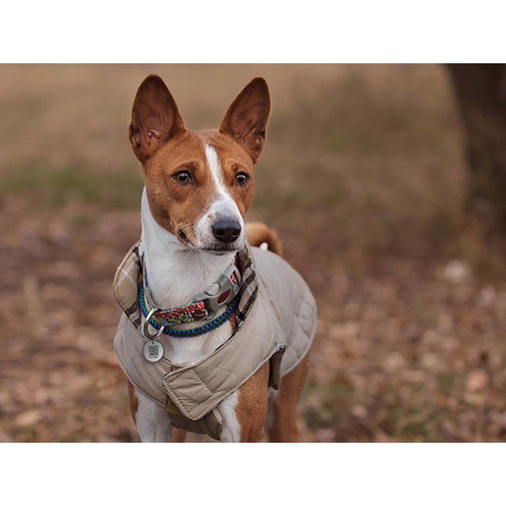 Spotted! Hund Id Tag Medium