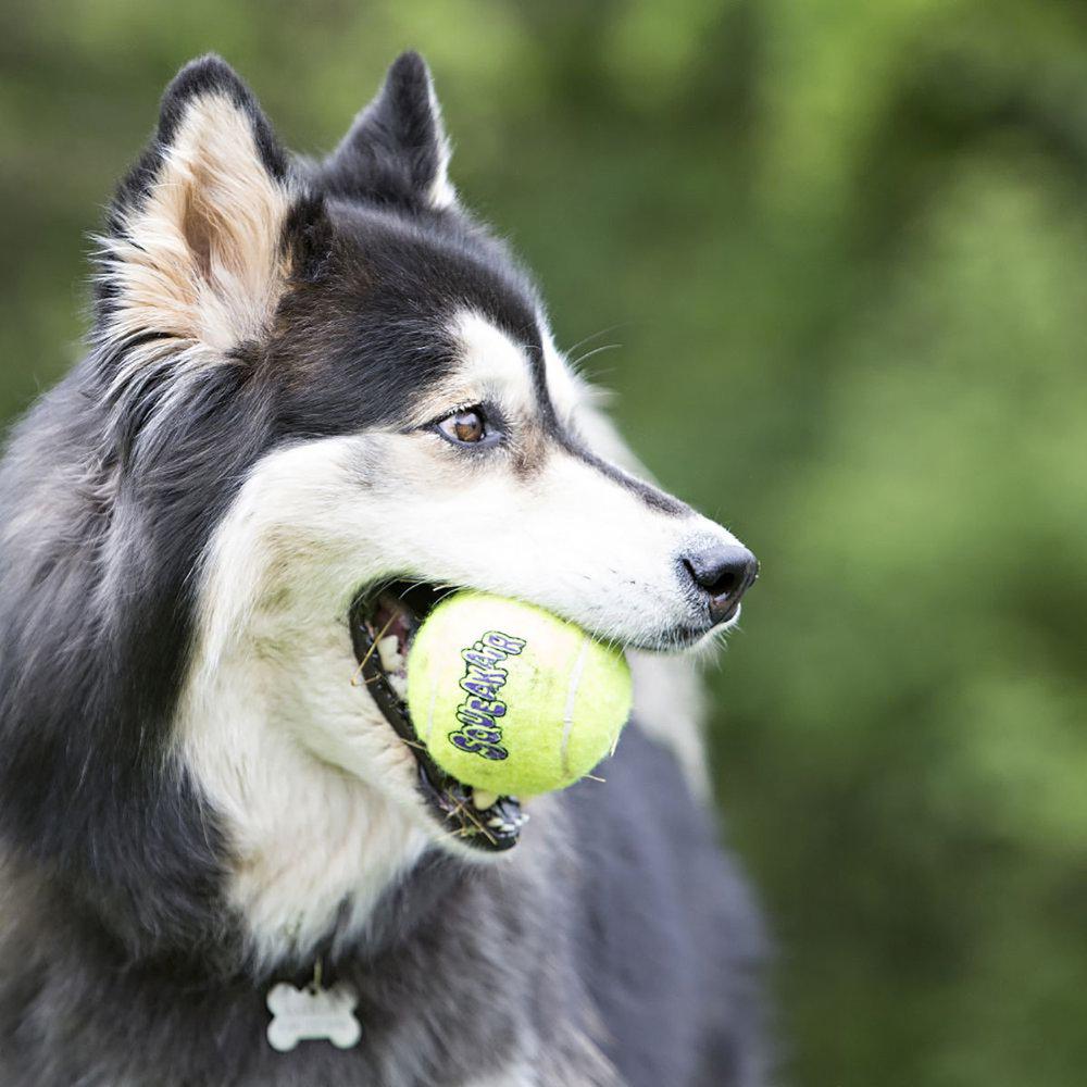 Kong Airdog Squeakair Tennisboll Xl