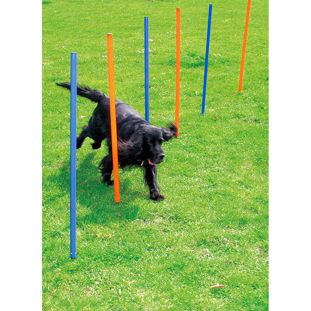 Agility Slalom 12stpinnar